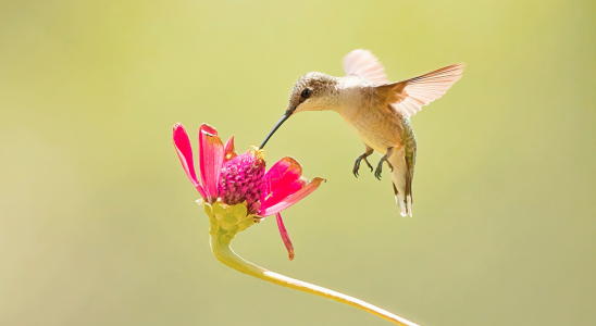 Ein Kolibri trinkt von einer rosa Blüte. Der Hintergrund ist grün und unscharf.